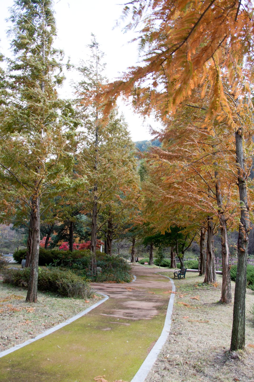 가을 — 단풍 길